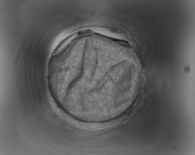 X0000116590006200912312046