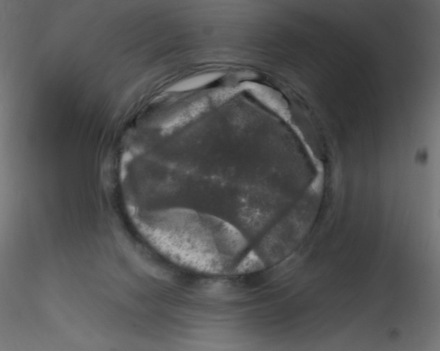 X0000116590074200912312045