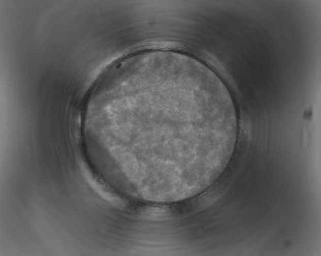 X0000116590110200912312044