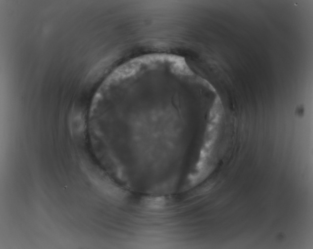 X0000116590131200912312044