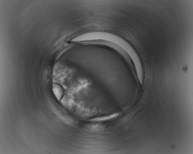 X0000116590165200912312043