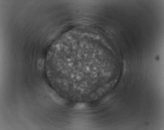 X0000116590177200912312043