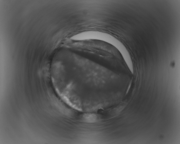 X0000116590181200912312044