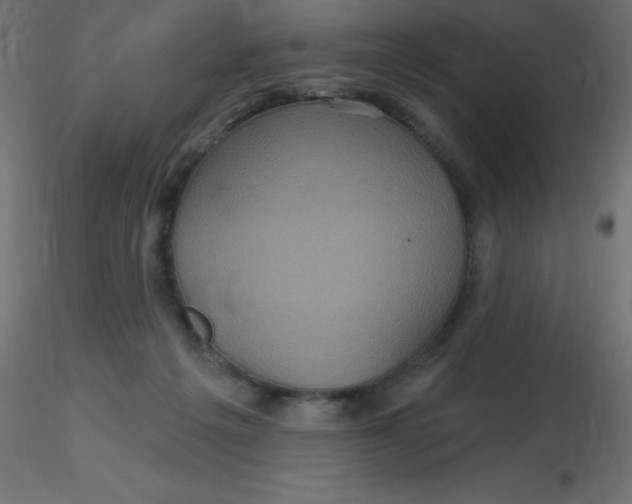 X0000116590217200912312043