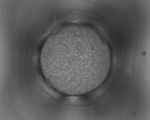 X0000116590265200912312042