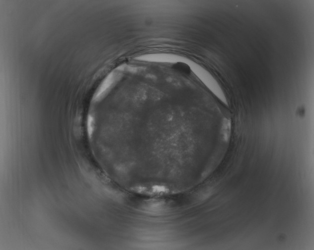 X0000116590267200912312042