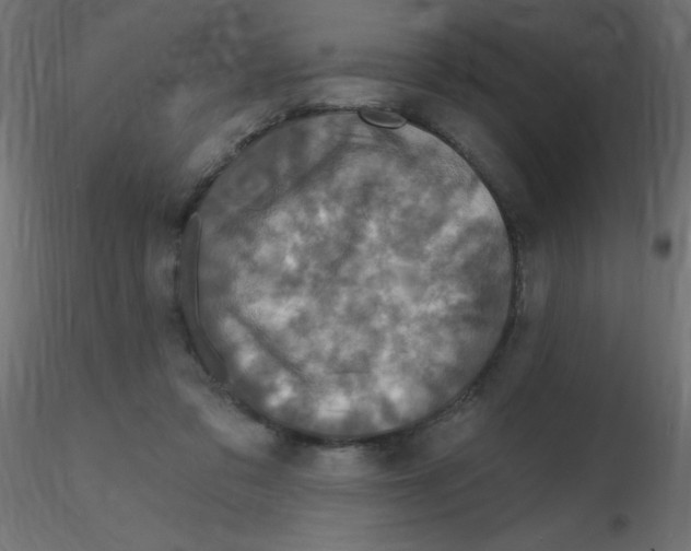 X0000116590309200912312041