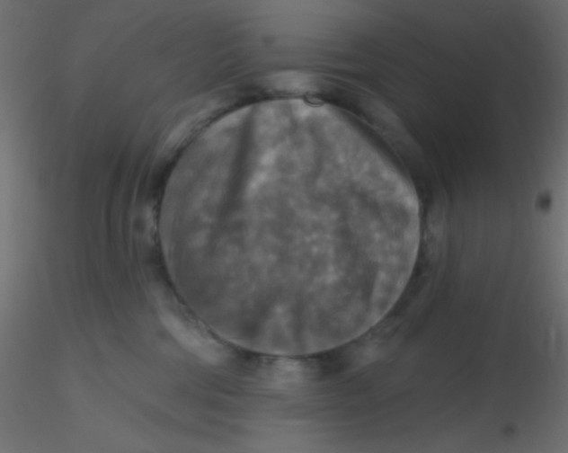 X0000116590330200912312041