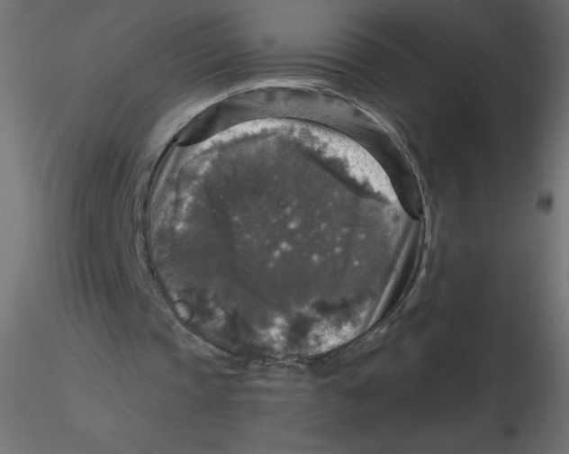 X0000116590337200912312040