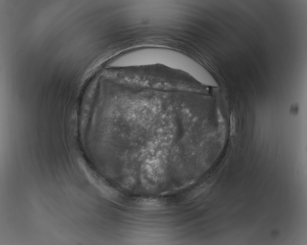 X0000116590349200912312041