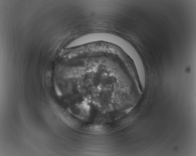 X0000116590365200912312041