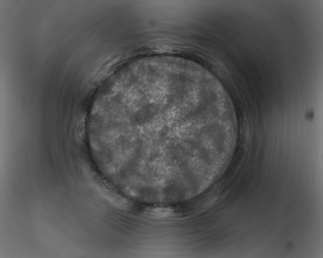 X0000116590554200912312038