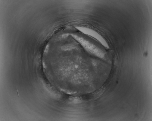 X0000116590559200912312038