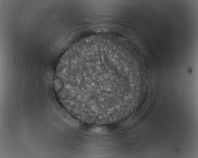 X0000116590561200912312038