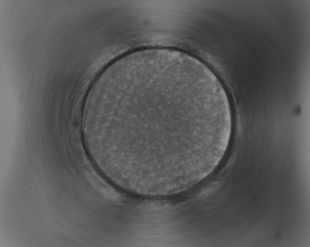 X0000116590673200912312036