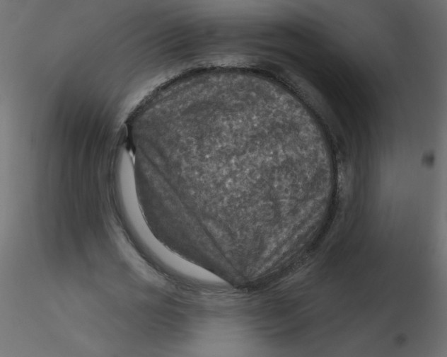 X0000116590725200912312035