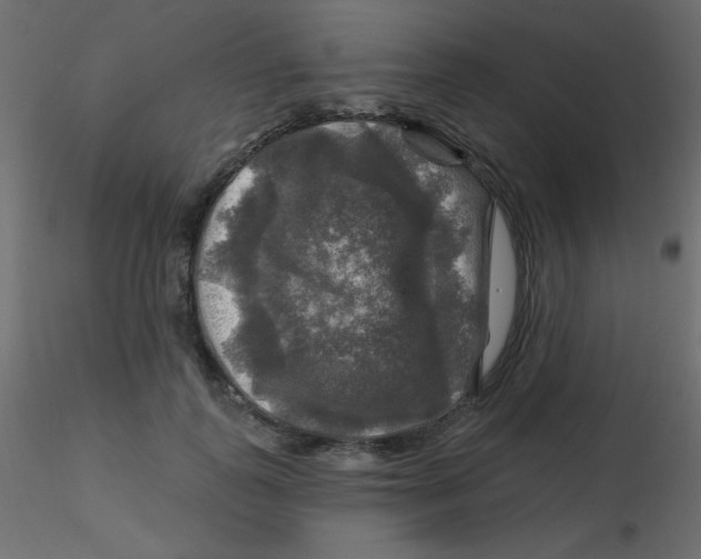 X0000116590747200912312036