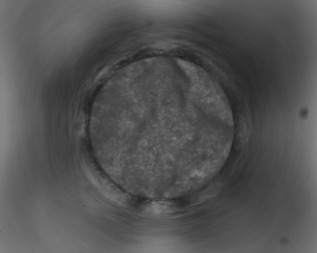 X0000116590758200912312036