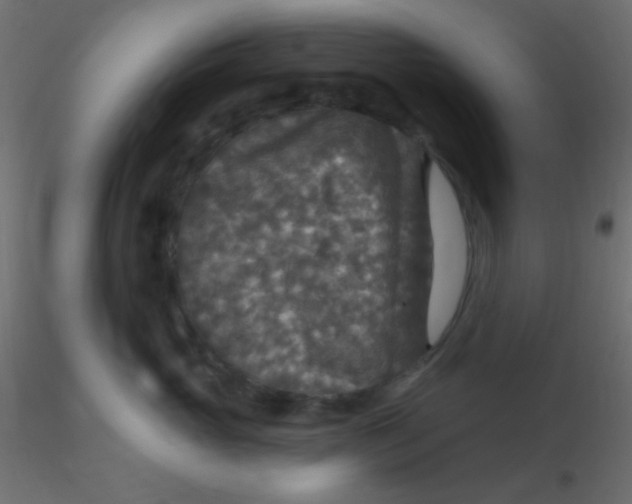 X0000116590765200912312036