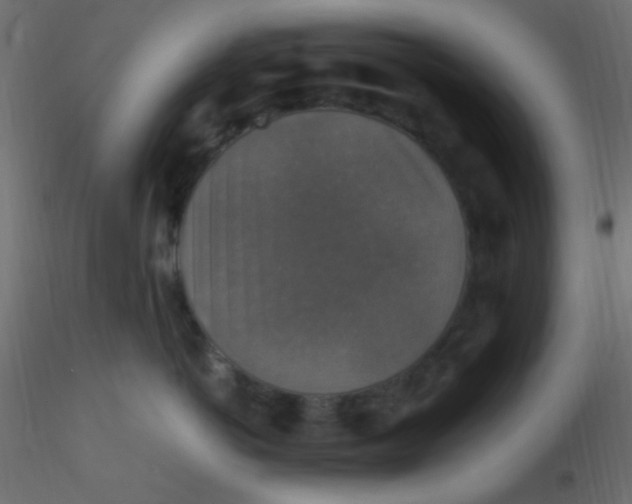 X0000116590766200912312036