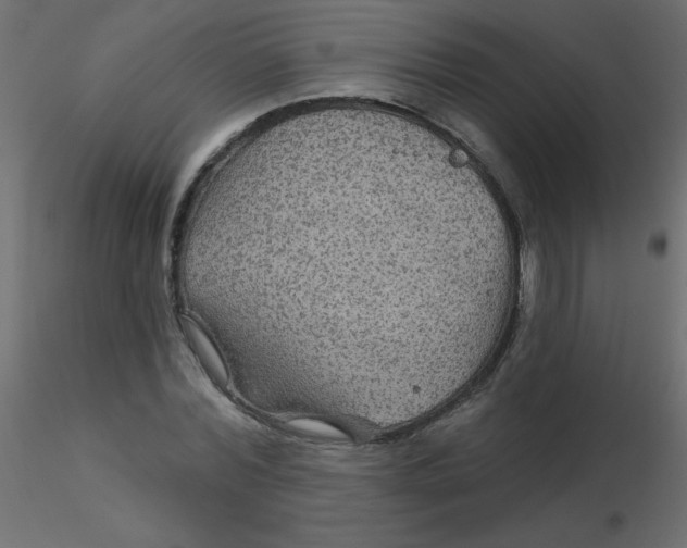 X0000116590780200912312035