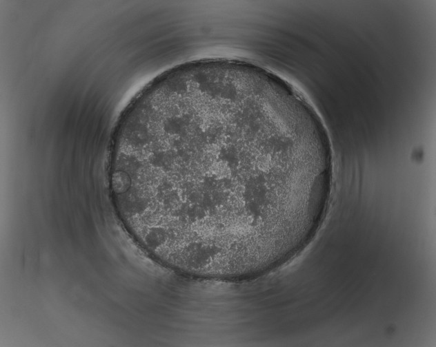 X0000116590783200912312035