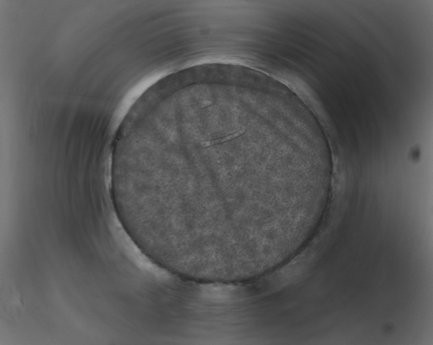 X0000116590804200912312035