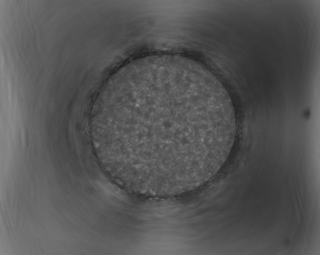 X0000116590817200912312034