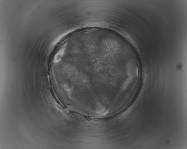 X0000116590830200912312034