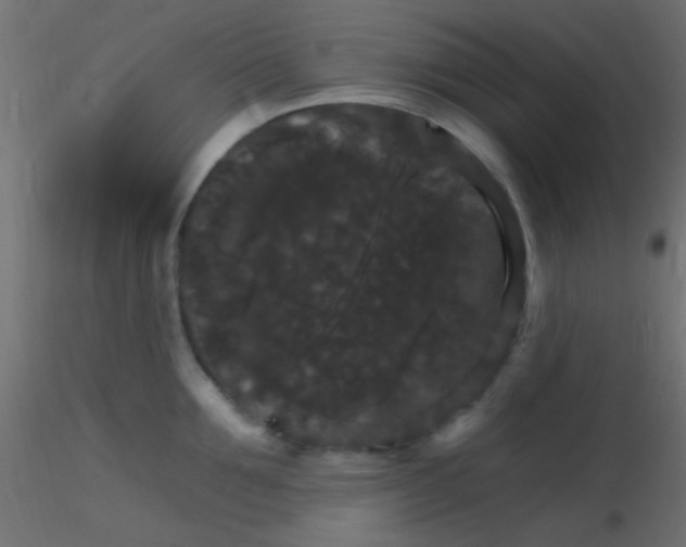 X0000116590907200912312033