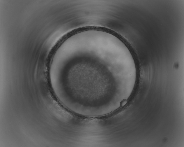 X0000116590926200912312033