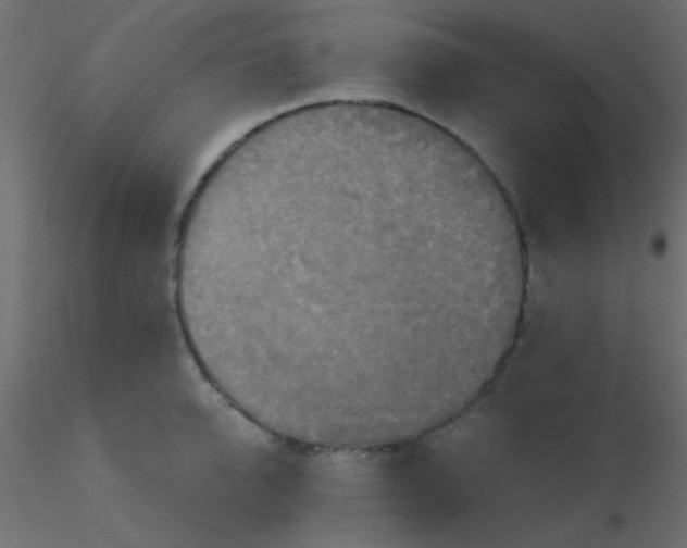 X0000116590950200912312033