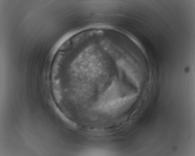 X0000116590959200912312033