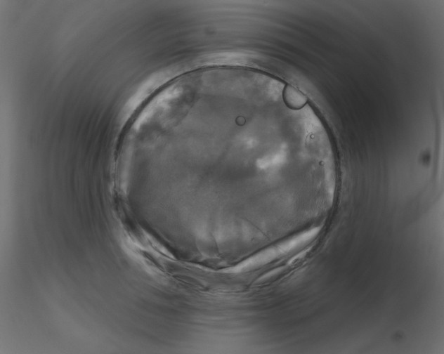 X0000116590994200912312032