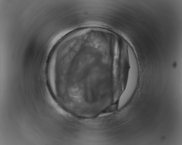 X0000116590995200912312032