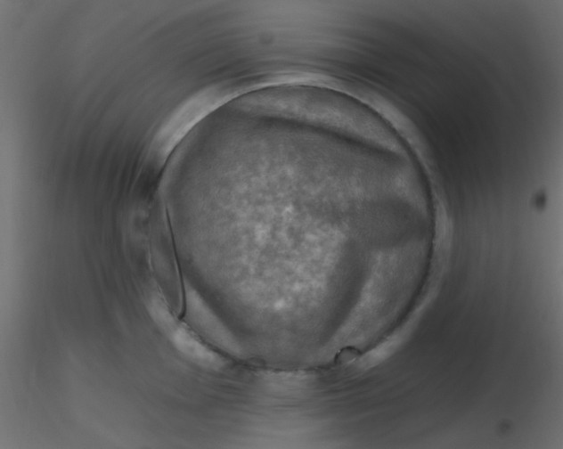 X0000116591001200912312032