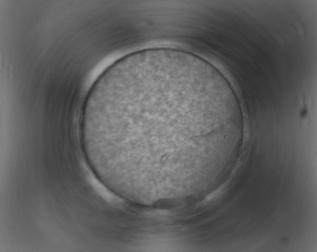 X0000116591054200912312032