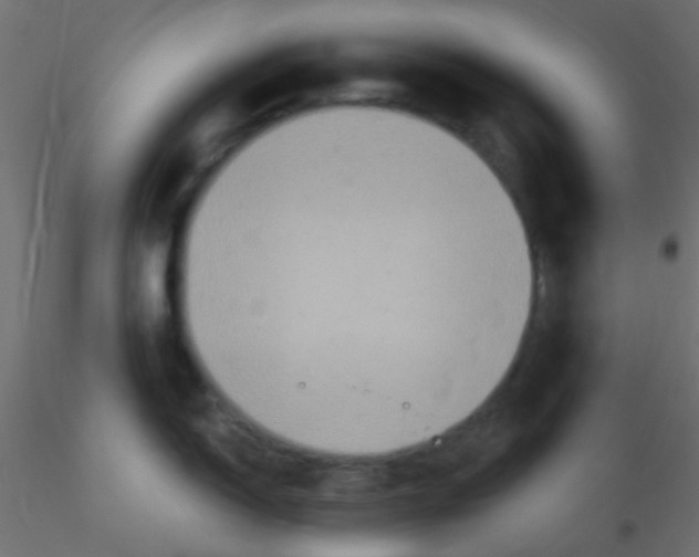 X0000116591150200912312031