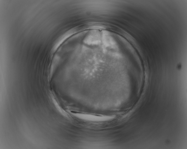 X0000116591194200912312029