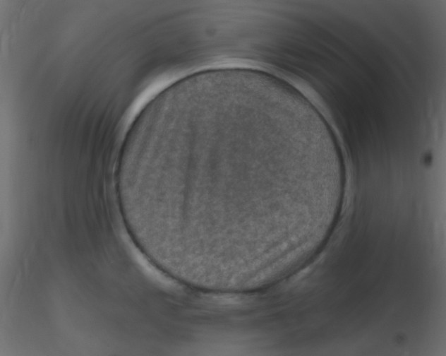 X0000116591197200912312029