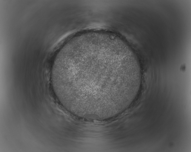 X0000116591206200912312029