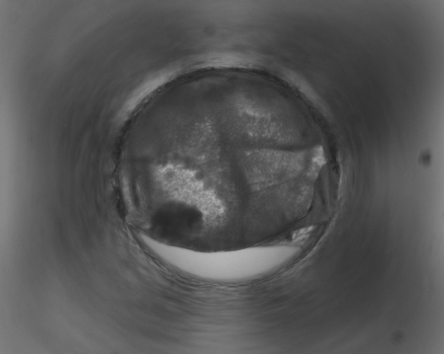 X0000116591213200912312029