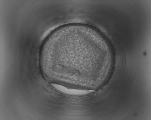 X0000116591214200912312029