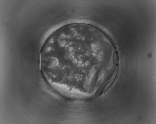 X0000116591223200912312029