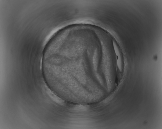 X0000116591224200912312029