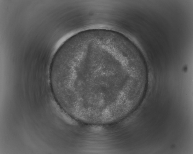 X0000116591230200912312029