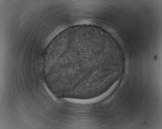 X0000116591233200912312029