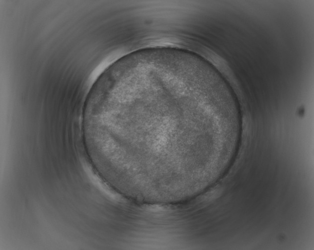 X0000116591234200912312029