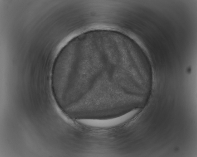 X0000116591237200912312029