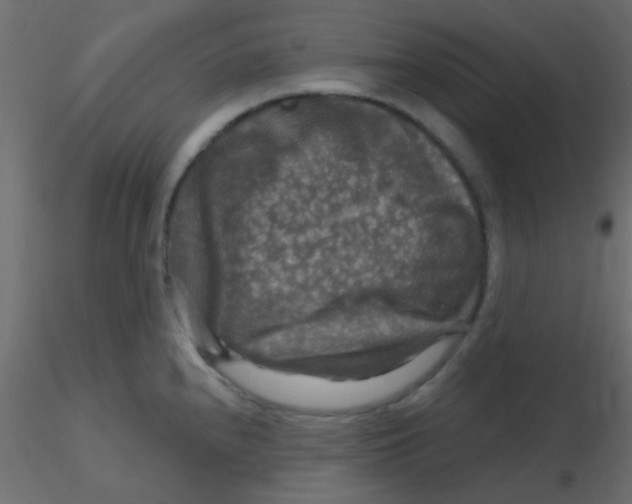 X0000116591240200912312029